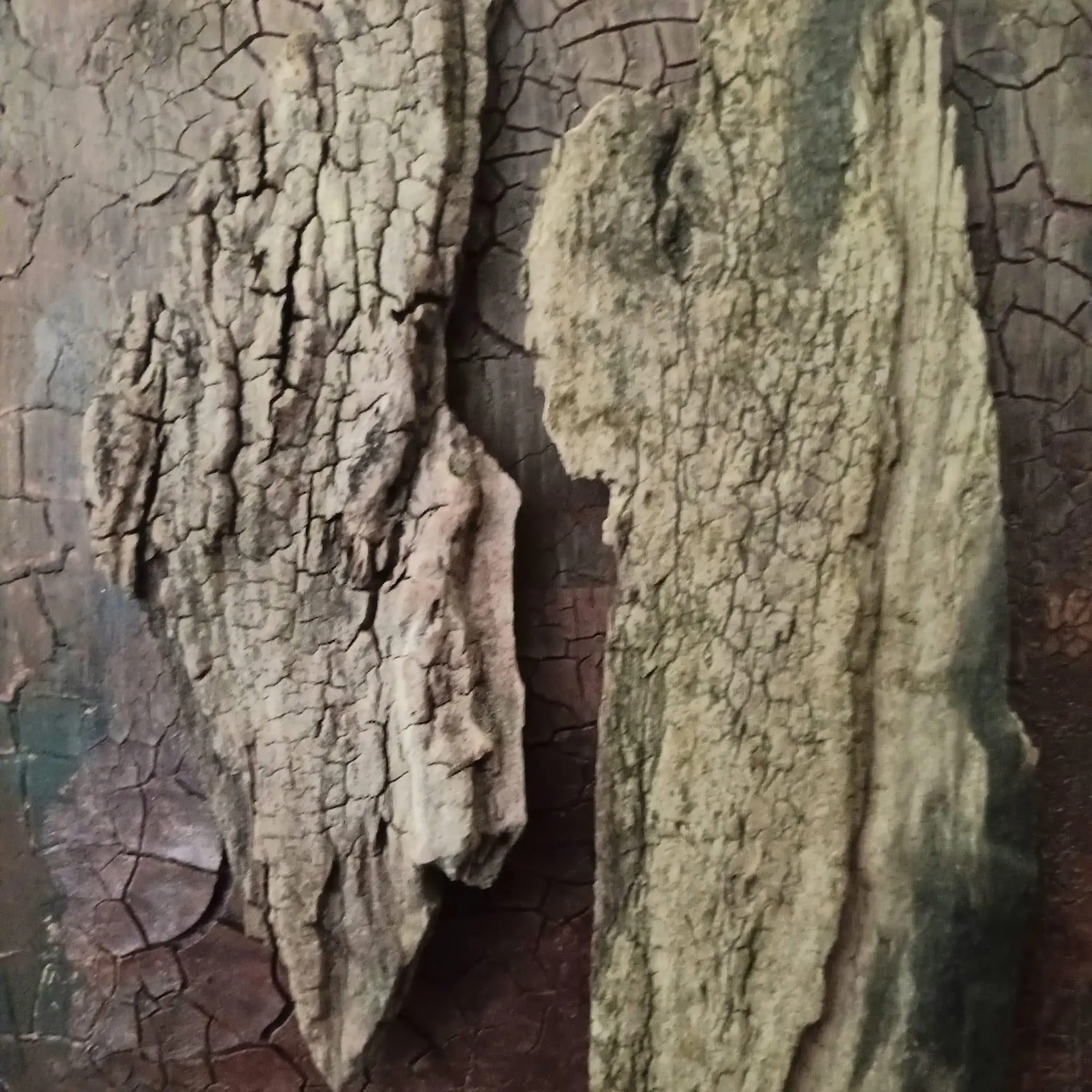 TITEL: Fragmente der Natur  BESCHREIBUNG: Zwei rissige, rindenartige Formen scheinen sich wie uraltes Holz von einem verwitterten Hintergrund abzuheben.